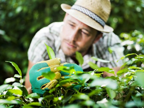 Trained hedge trimming operative wearing PPE and using safe techniques