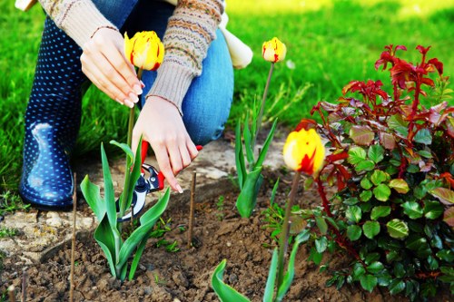 In a well-maintained front garden, a gardener's hands are visible tending to blooming yellow tulips with red accents, planted in rich, dark soil along a paved pathway. The garden features a lush green lawn in the background, bordered by vibrant red and green foliage from a nearby shrub. The scene is outdoors under natural daylight, with slight overcast conditions providing even lighting that highlights the healthy, flowering plants and well-kept ground. The gardener's clothing includes a knitted jumper and jeans, indicating a casual, professional approach to gardening work. The overall layout showcases a neat combination of flower beds and lawn, with the greenery and floral elements providing a colorful and natural aesthetic, suitable for a residential garden serviced by local gardening experts such as Hedge Trimming Upminster, who specialise in maintaining attractive, healthy outdoor spaces in the Upminster area of Essex.