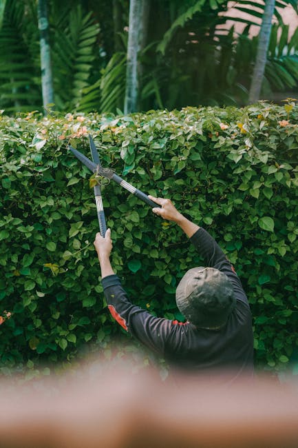 A gardener seen from behind is trimming a neatly maintained hedge in a lush garden setting. The hedge is dense with small, green leaves and a few pink flowers, stretching across the image with a flat,