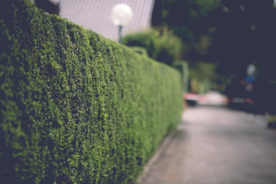 A gardener seen from behind is trimming a neatly maintained hedge in a lush garden setting. The hedge is dense with small, green leaves and a few pink flowers, stretching across the image with a flat,